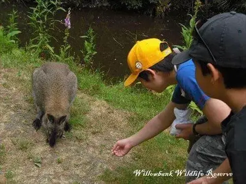 ウィロウバンク動物公園にて 親子ホームステイの男の子が、ウィロウバンク動物公園でワラビーを興味深く見ている様子