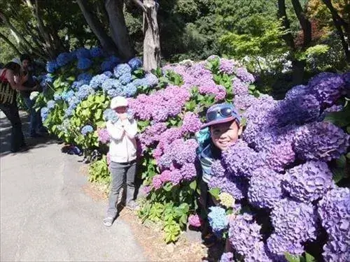 クライストチャーチ植物園の満開のアジサイ(1月) ハグレーパークにある植物園の1月に咲くアジサイ