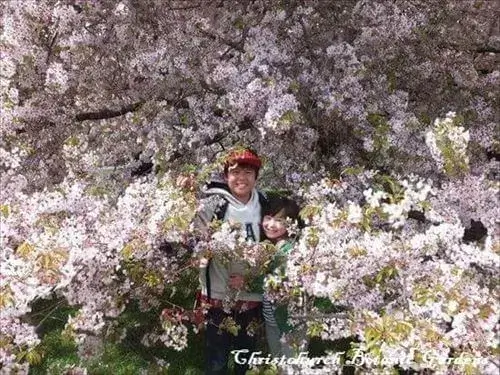 クライストチャーチ植物園の満開の桜(10月) しだれ桜が満開の10月、ハグレーパーク植物園で遊ぶ子供たちの風景