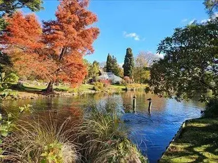 紅葉の季節のモナベイル 紅葉真っ盛りの美しいクライストチャーチのモナベイル、公園の池でカモが泳いでいる様子