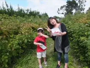 夏のラズベリーピッキング ラズベリーを食べながらピッキングをしている女の子とホームステイゲストの女性